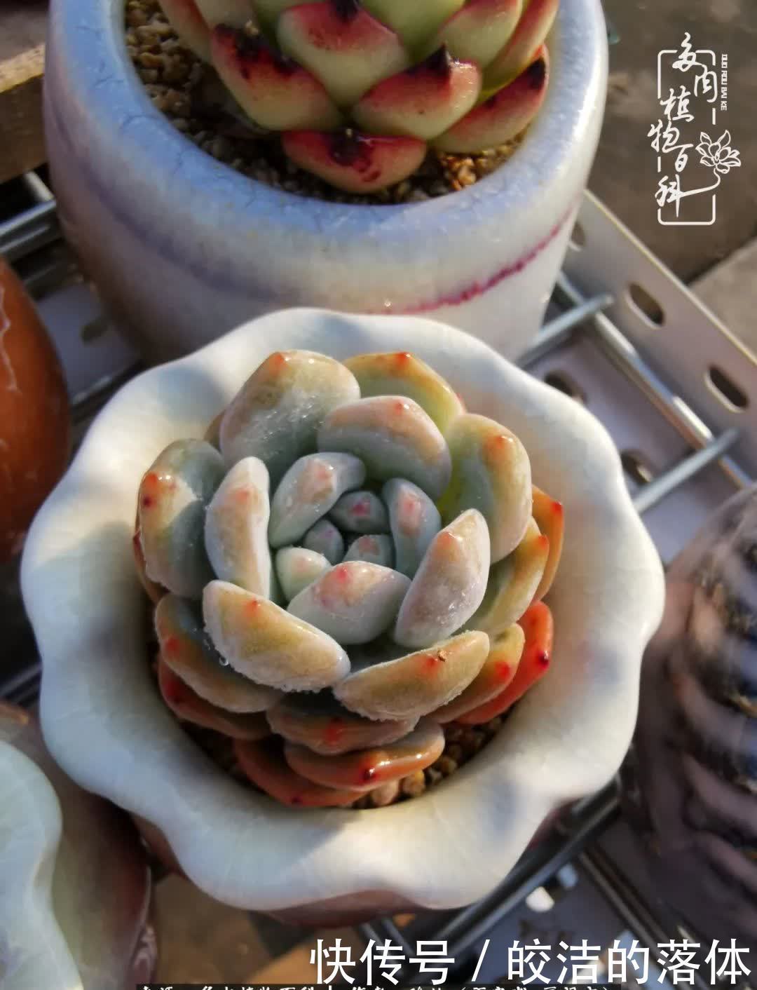 百度|我与多肉那些不得不说的故事!