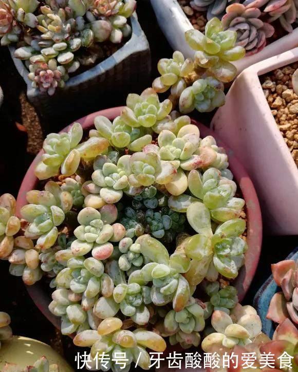 花草冻伤了及时修剪,别舍不得,越早越好