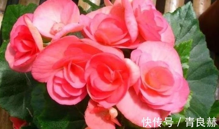 就养此款植物,好养易打理,可以净化室内的空气