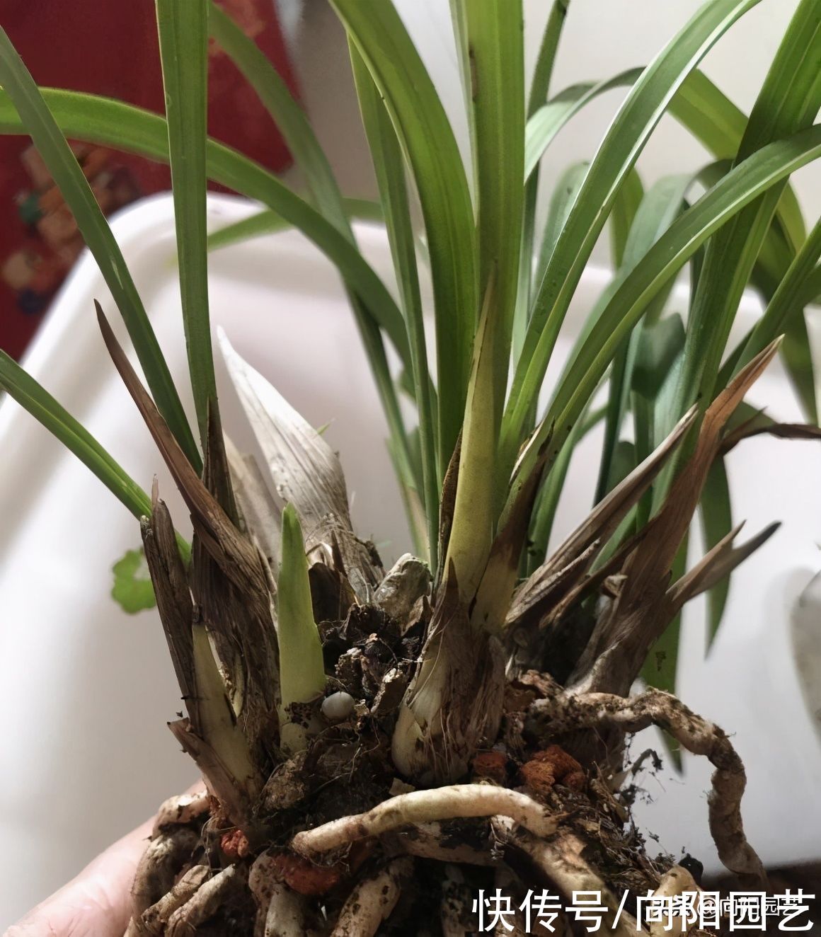 兰草真抗旱，放在老家的兰草，2个月没浇水，叶子依然挺拔