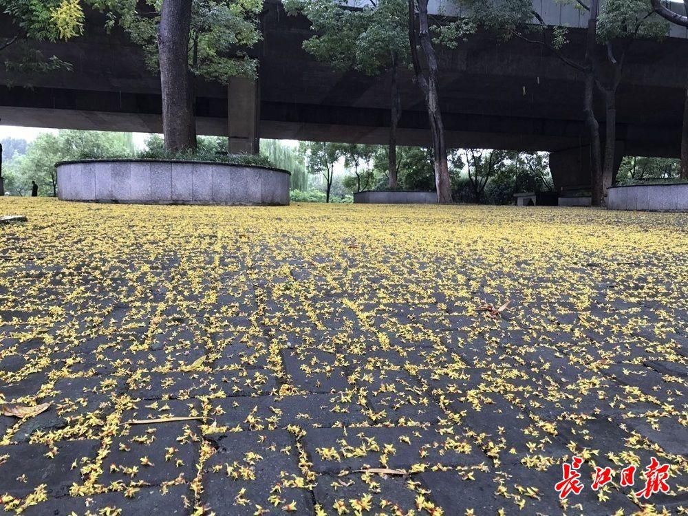 树种|沐花雨、踏花毯，武汉这些地方可以赏金色花海