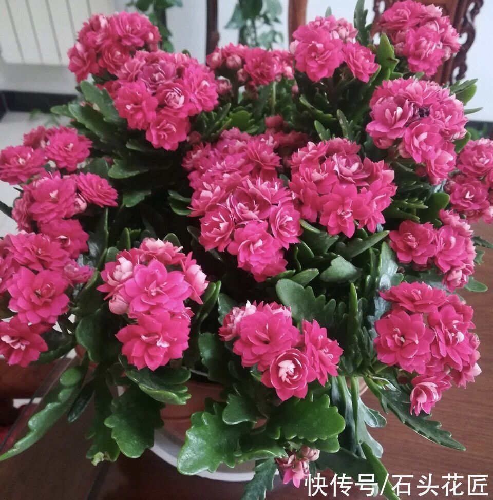 修剪|养了5年的长寿花“老桩”快开花了,总结4点经验,对你有用