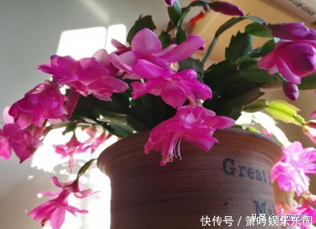 蟹爪兰叶子软塌,难复花,“根源”在这里,解决后重新饱满猛开花