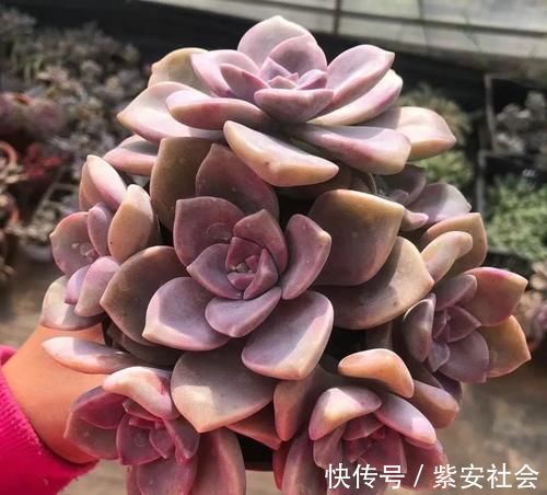 紫乐真好养,价格真便宜,零下5度冻不死,1年长成悬崖桩