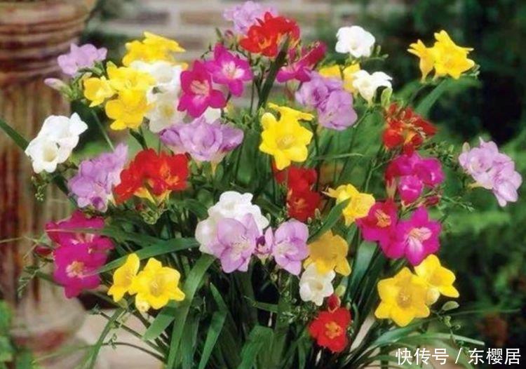 易爆|四种花常年开花易爆盆,被称为花卉界的劳模,谁见了都想养!