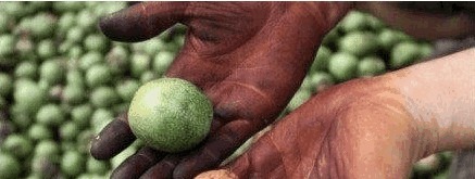 补脑|核桃虽然营养, 但早上吃好, 还是晚上吃好 答案不简单!