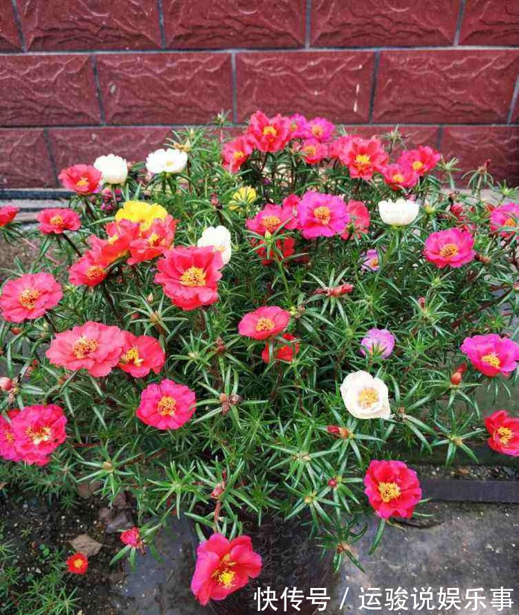 6种花超级喜欢太阳,晒得越多“花”越多,养一盆不亏