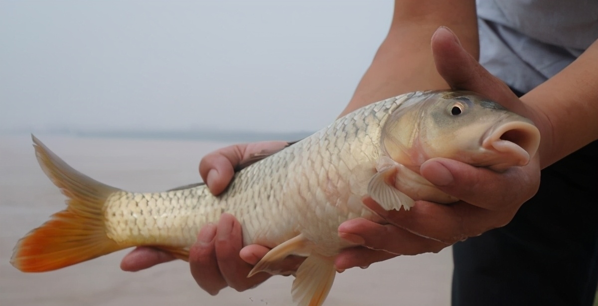 黄河鱼的秘密：跃龙门的不是鲤鱼，是谁？谁当了数百年的宫廷鱼？