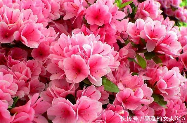 杜鹃花有“3怕”，难怪叶子发黄开花少，学会了花朵又大又鲜艳