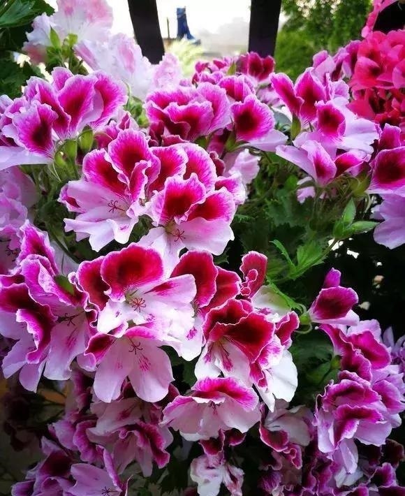 花盆|长寿花、天竺葵“快睡醒了”,准备2种肥撒盆里,9月呼呼冒