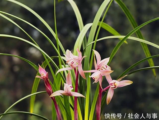  兰花叶片比花高，剪短兰花的叶片会影响开花吗！