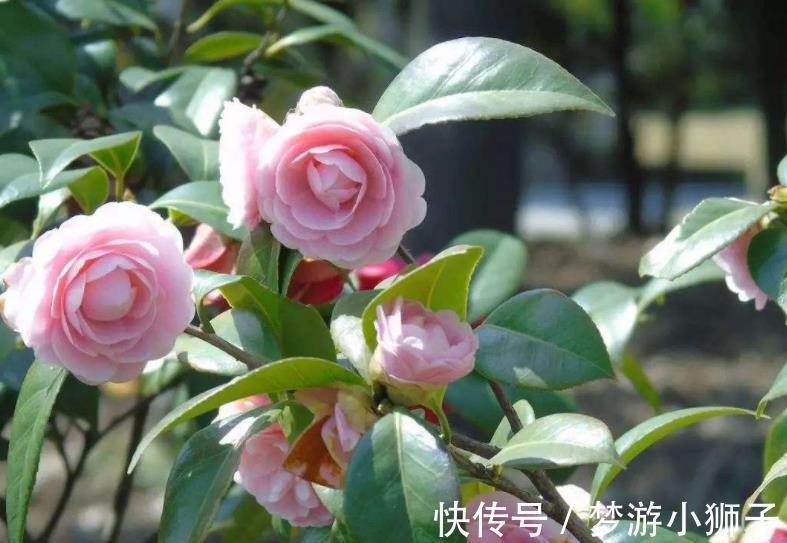 新手|新手养茶花,秋冬季节做好“2件事”,花量大开花久,忒美了