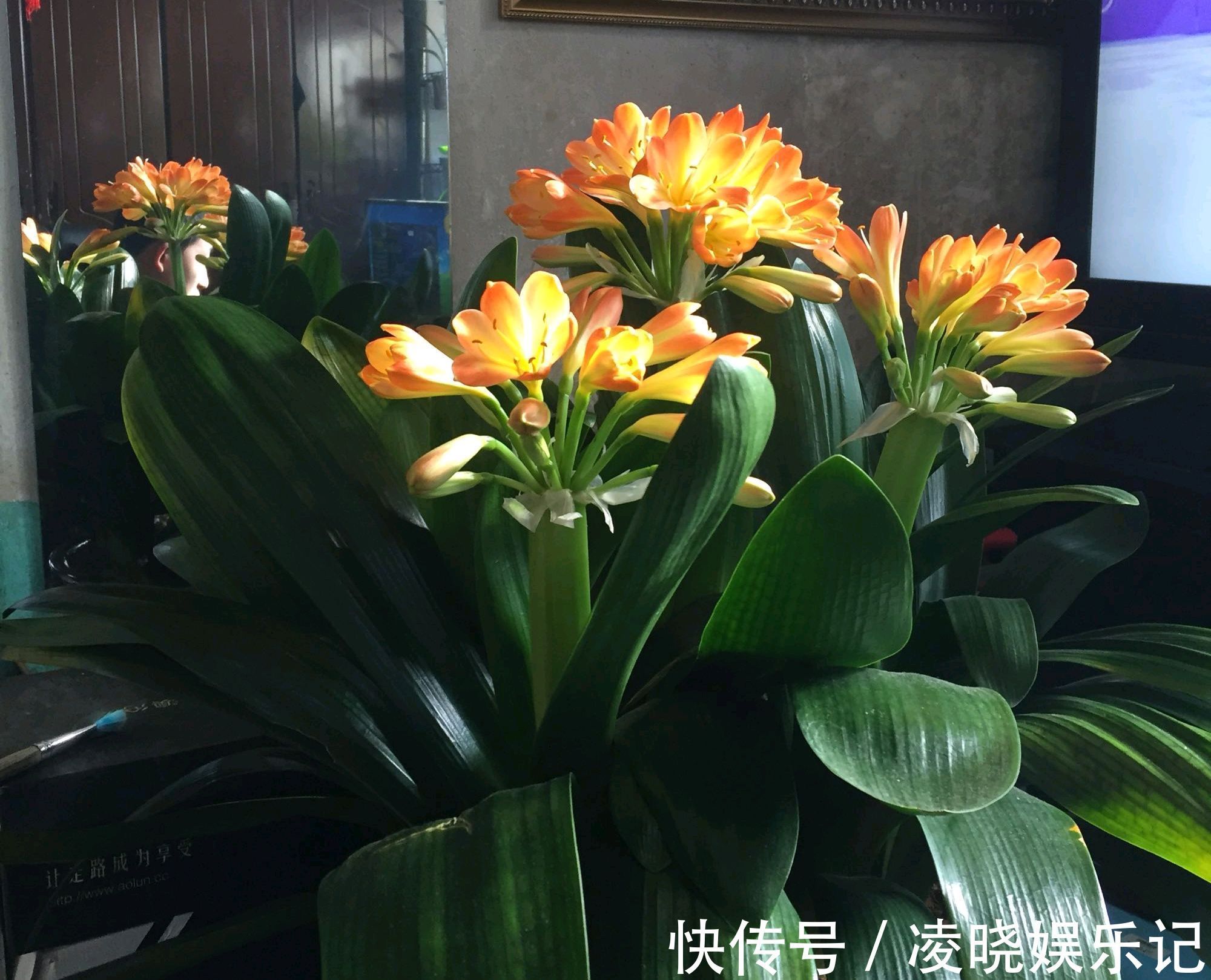 7种漂亮花,寿命长,颜值高,好养活,客厅养一盆,活了几十年