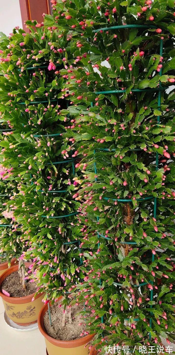 蟹爪兰满头大花苞,噼里啪啦全掉了?教你3招,满满的花芽挤爆了