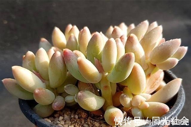 肉友们|多肉植物里的“六大美人”,我家养了几棵,有些确实难养!