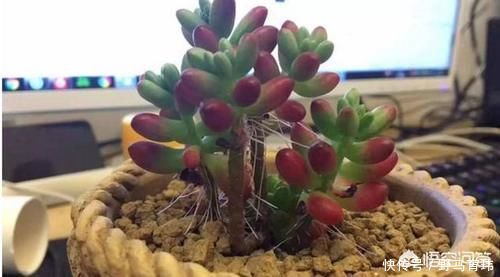 气根|多肉蓝苹果入手上盆后一周浇一圈水,10天后浇透水,现在很多气根,这样正常吗?