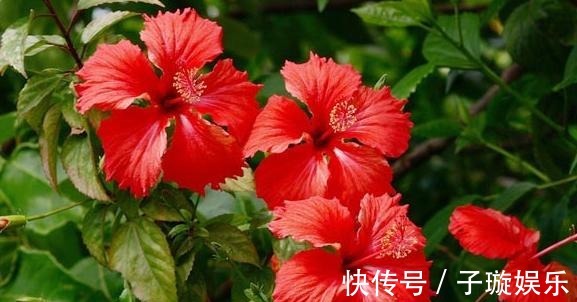 叶片|买的花卉“黄泥土”，教你换盆“小技巧”，叶片不发黄，生长旺盛