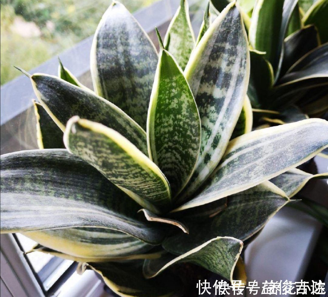 漂亮|8种漂亮的绿色植物，只观叶不看花，养在室内空气好