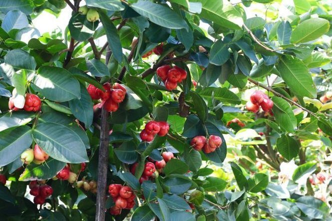 滋补|女性不愿老太快，要坚持吃3种食物，营养丰富、滋补身体！