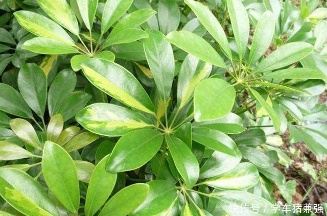 这2种树能招财,花市卖的不便宜,其实自己能扦插,几天就能发芽!