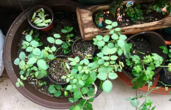 养花“三宝”:蛋壳、菜叶子、白醋,这些废弃物也能当肥料