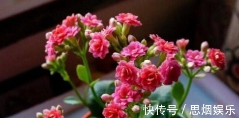 长寿花|王大姐就养“2种花”,入冬就开成“花海”,街坊邻居都说美!