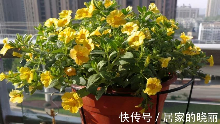花友们|养花旧土别扔，消菌处理可再用，省钱、有趣又好使