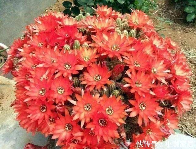  断水|冬季仙人球的“冷知识”，做好才能“无锈斑”，春季开花翻几倍！