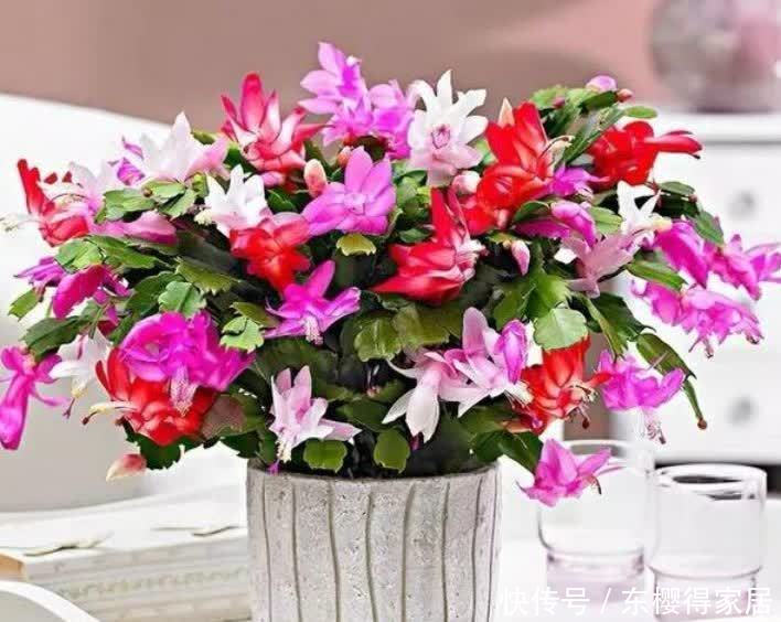 正月二十九,家中摆上4种“富贵花”,清丽雅致,别具一格