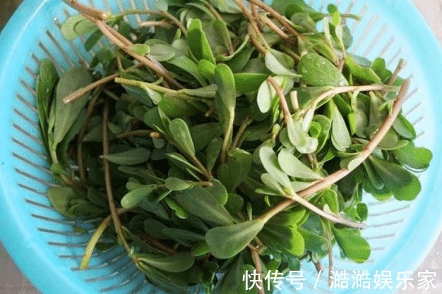 马齿苋|经常用马齿苋煮水喝,不出半个月,4件好事或许会不请自来