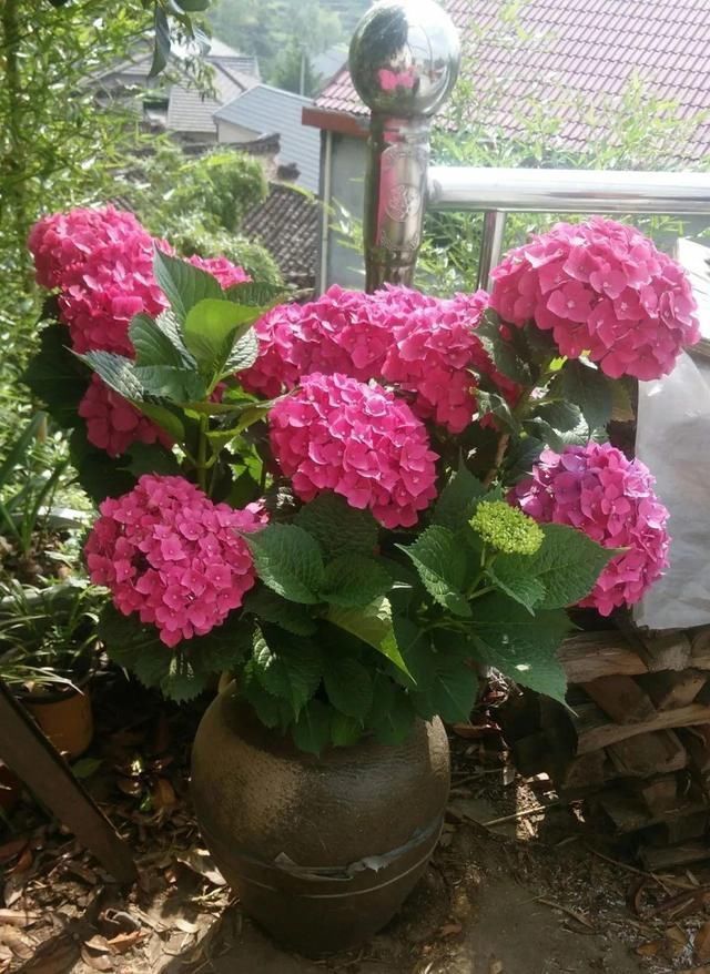 我型我秀|腌咸菜的坛子钻个孔，养花变成巨无霸，特美