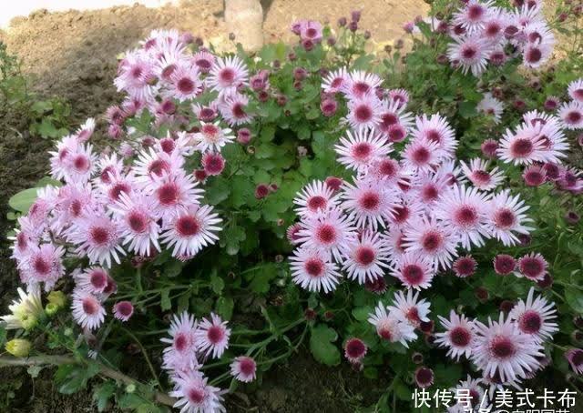 这7种花，夏季养它们，放在露台上，花开一整夏，花量超大