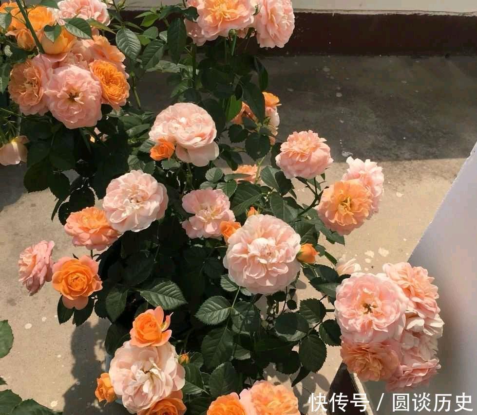 莫奈|月季中好养又美丽的“2种”,除了修剪施肥不用管,一直能开花