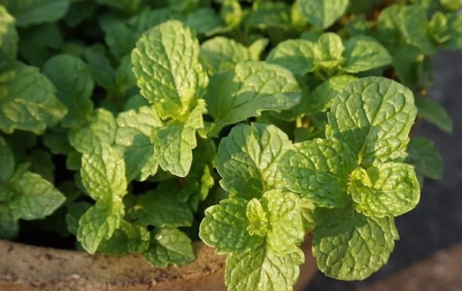 受用|一片薄荷9味药!薄荷的9大顶级妙用,9种不同功效,让你受用一生