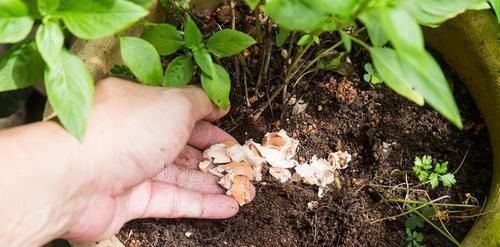 花盆里撒上这两样东西,不生虫不黄叶不烂根,还能疯长爆盆