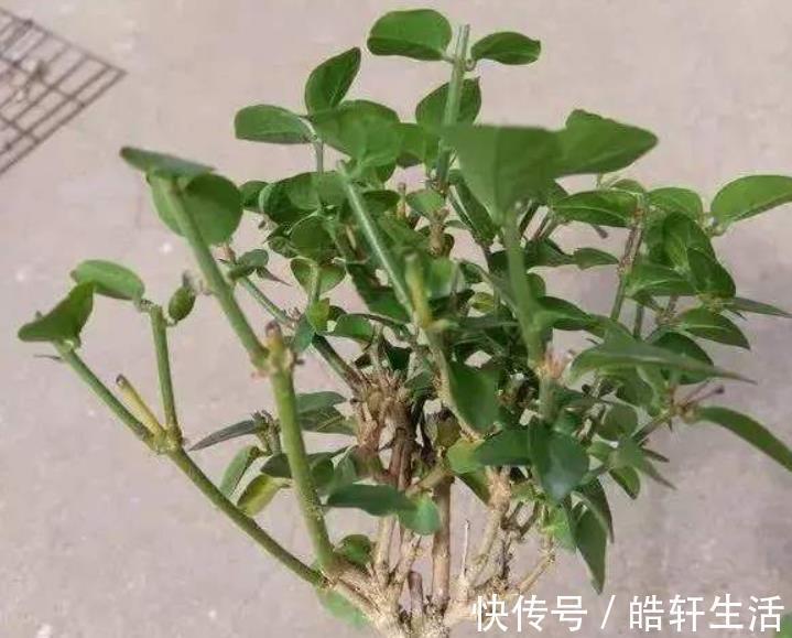 根系|茉莉花干枝黄叶怎么办？1步操作让它焕发第二春，叶绿开花多！