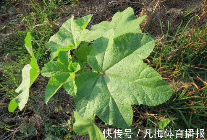 采摘|这野草,俗称“百菜之王”,农村不常见,一斤能卖12元,遇见重视