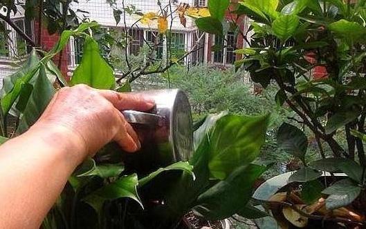 养花犯愁自己不会浇水,该怎么办用它们干透浇透轻松搞定