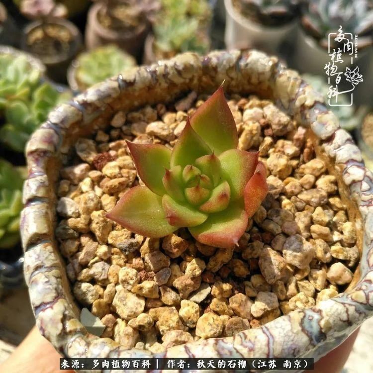 渡劫归来的肉肉,谁是谁的前世,谁又成了谁的今生