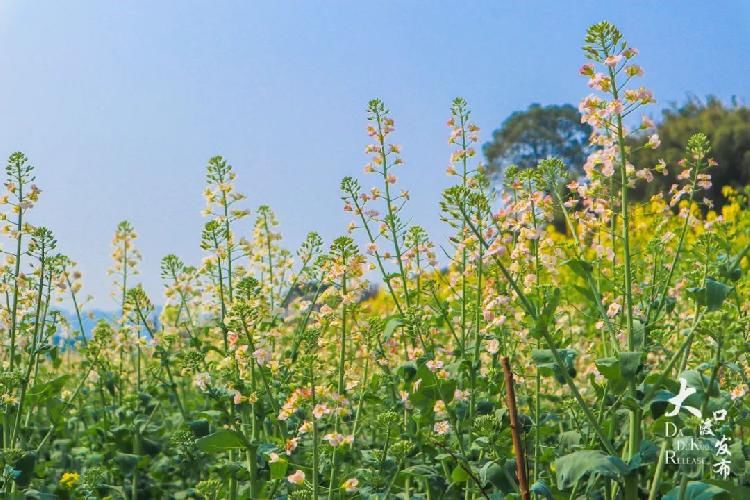 迎春花|春暖牛栏坝,花开金鳌山!五彩油菜花你见过吗?