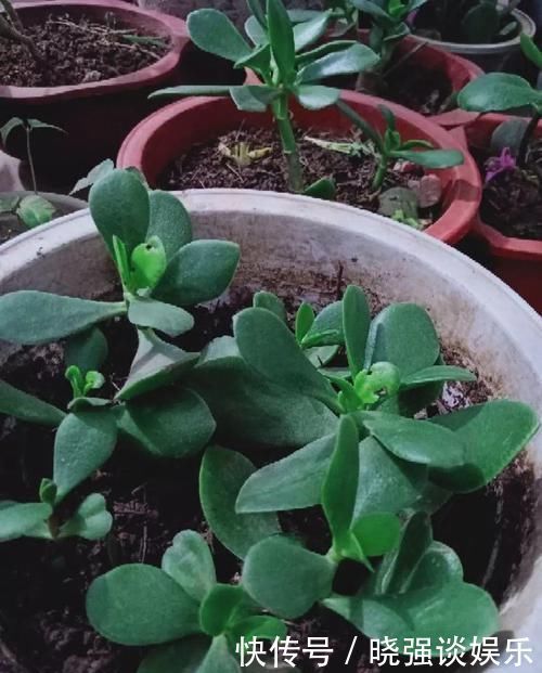 大腿|养了20年的玉树,杆子比大腿还粗,满树白花跟下雪了一样