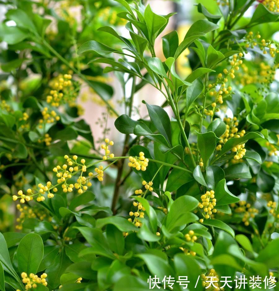 不停|养四季米兰,注意4件事,对它的生长大有裨益,不停长叶又开花