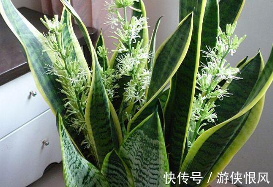 家里再穷,也要养的这三种“招财花”,不仅寓意好,还招财!