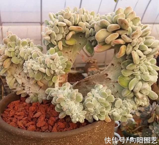 浇水|养好多肉难吗?一点都不难,只要少浇水,多肉基本不会死