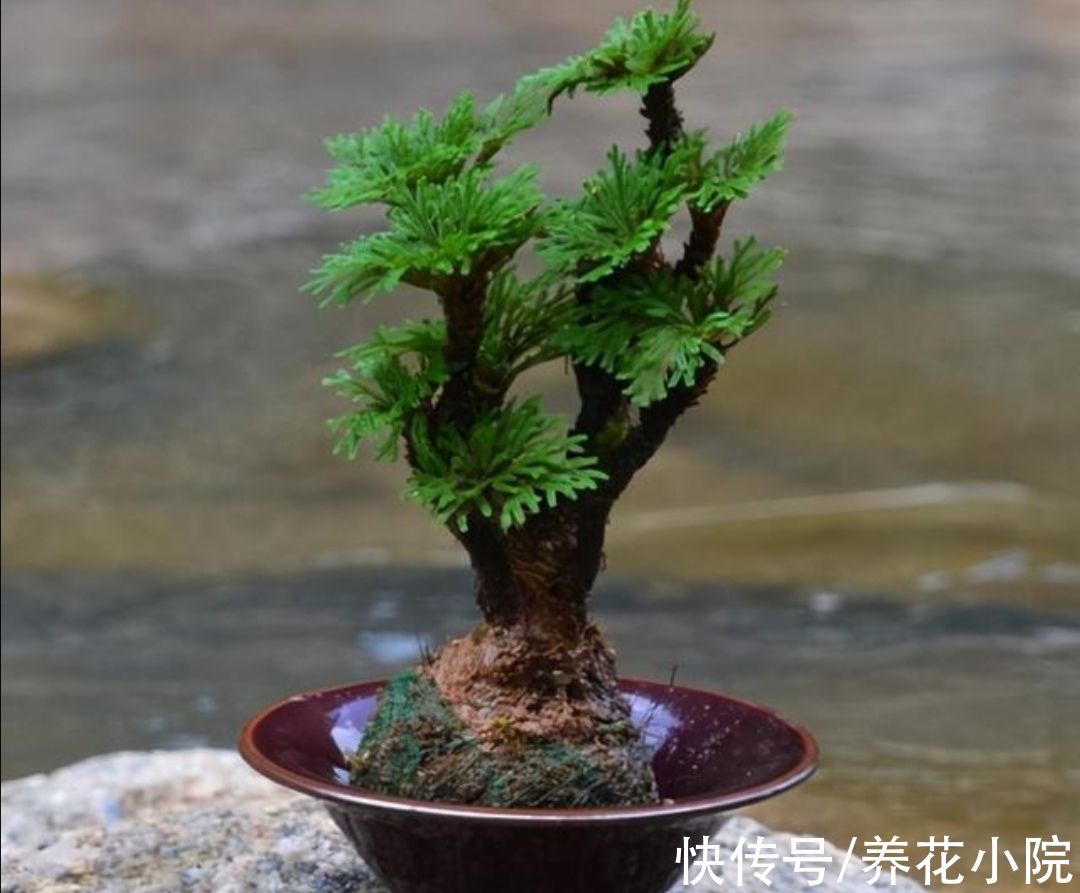 外面遇到6种“小植物”，把它养成“小盆景”，摆在桌面清新自然