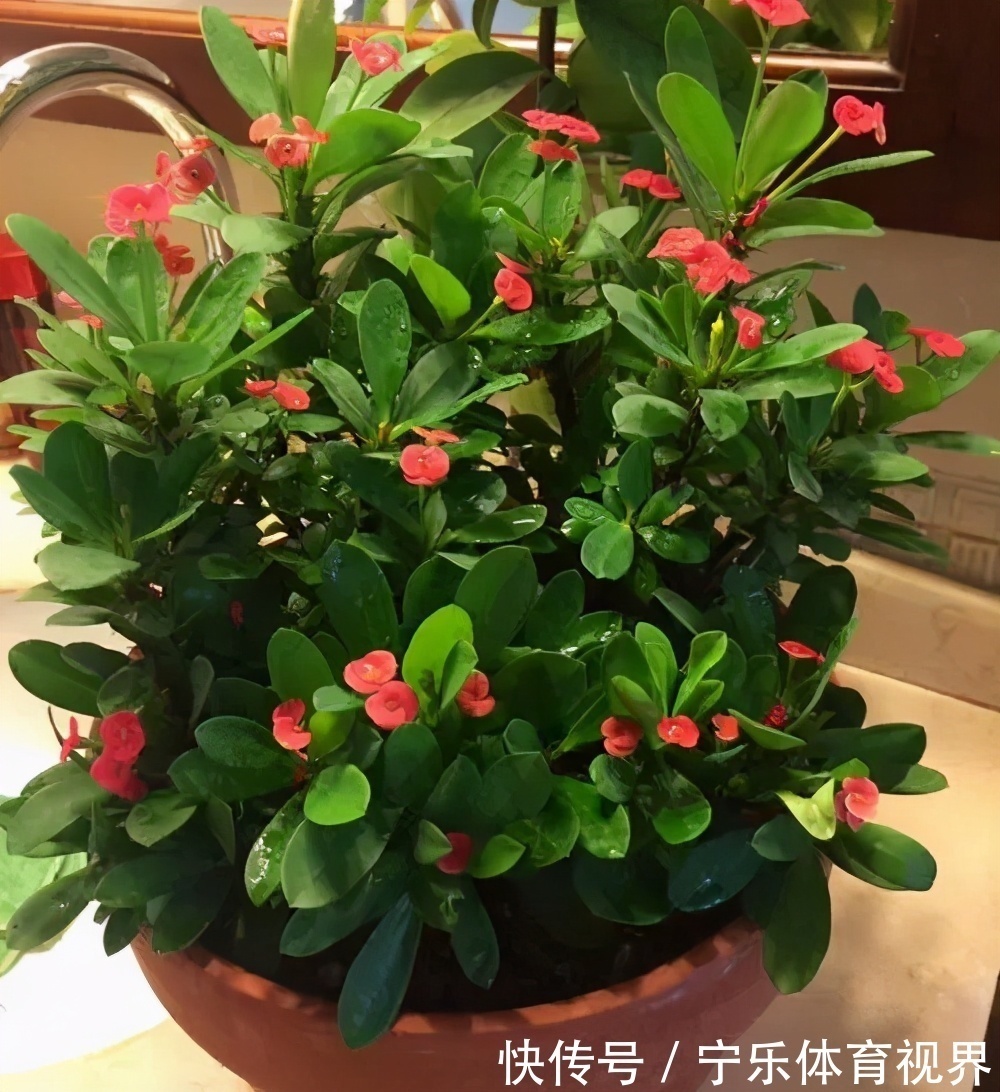 漂亮|号称“开花机器”的4种漂亮花,养一盆赏花300天,是阳台盆栽佳品