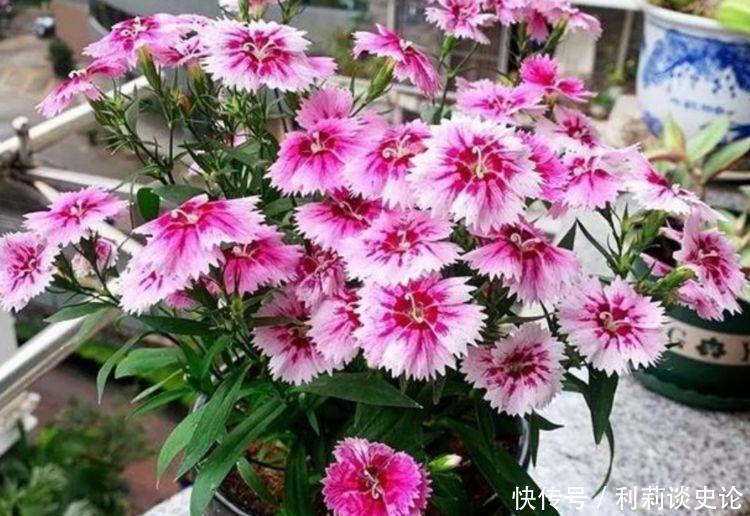 冬天可以养此几款花卉,风吹开花旺,娇艳欲滴,花色繁多易爆盆