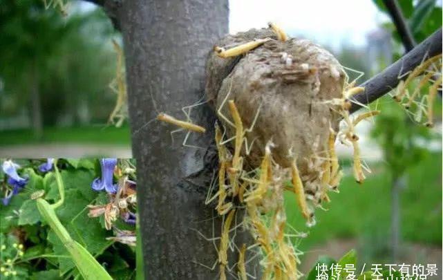 生长在桑树上的“疙瘩”农村小孩都拿来泡水喝,如今一斤120元