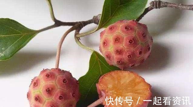 野荔枝|农村野果从小吃到大,殊不知树干被称“帝王木”,经济效益可观