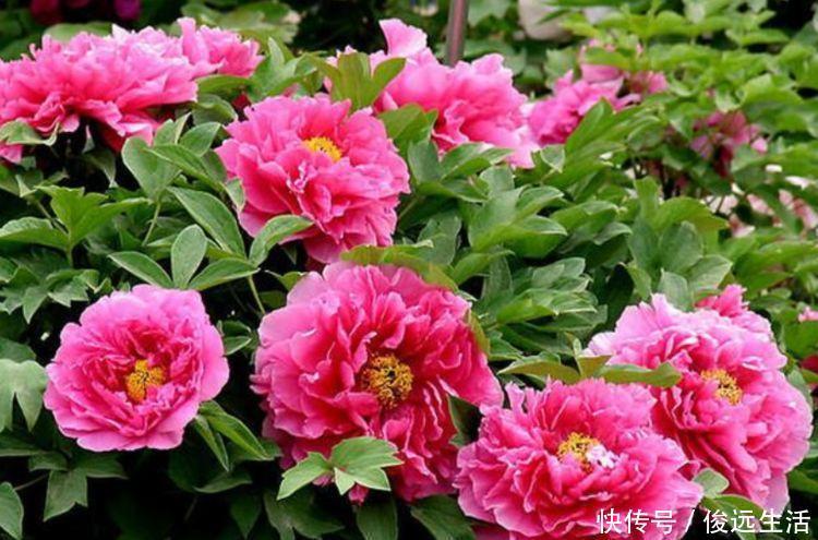 五角星花五角星花|阳台养花,不妨养这4款植物,堪称是开花机器,养在阳台极美了